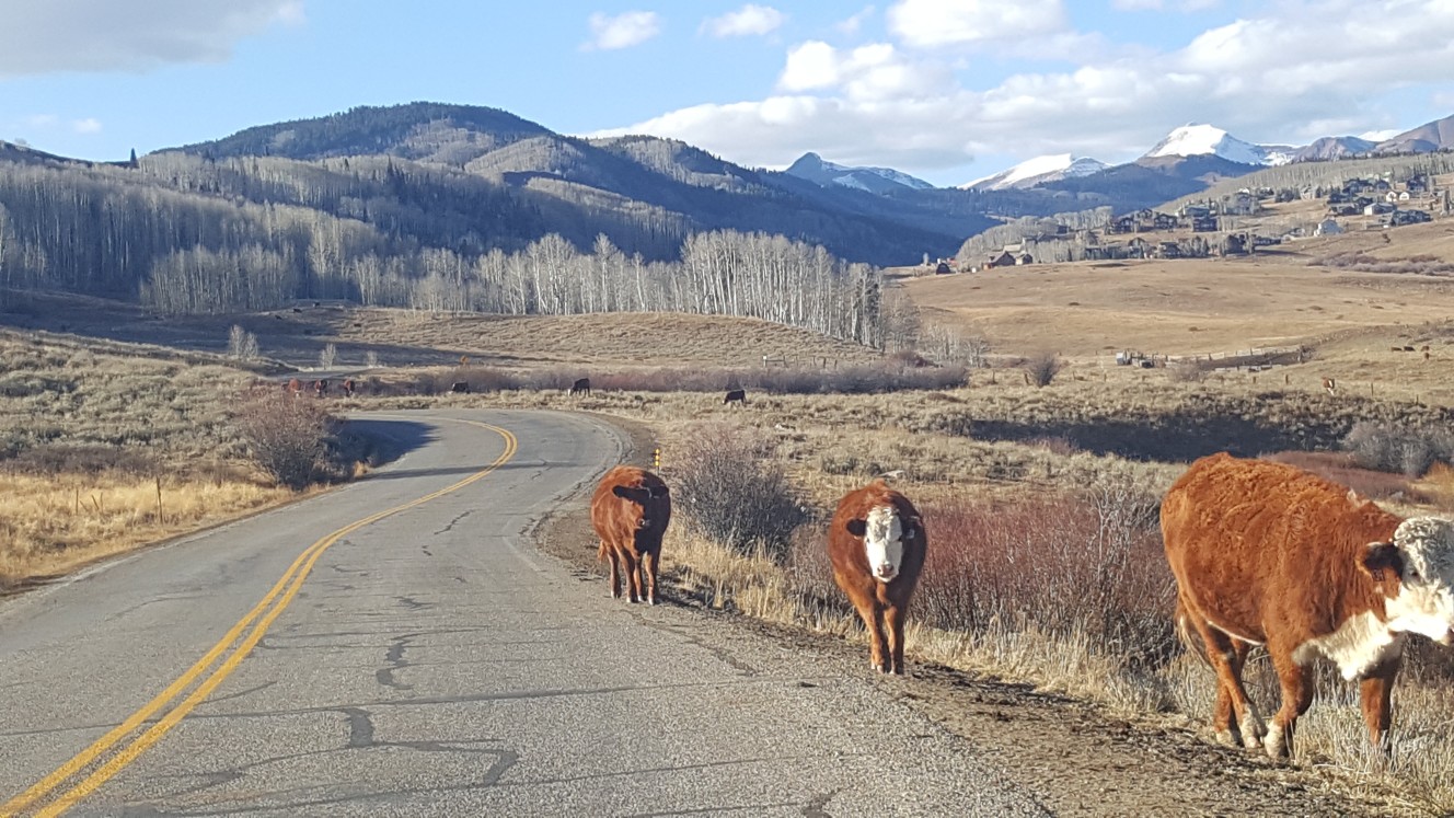 Mold Cleaning crested butte